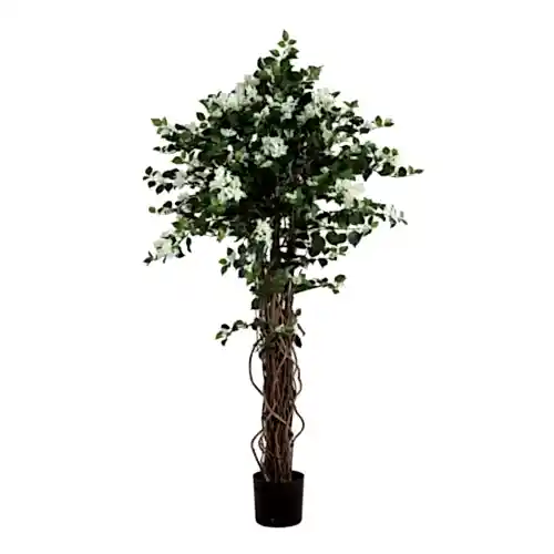 Bougainvillean Tree Cream White