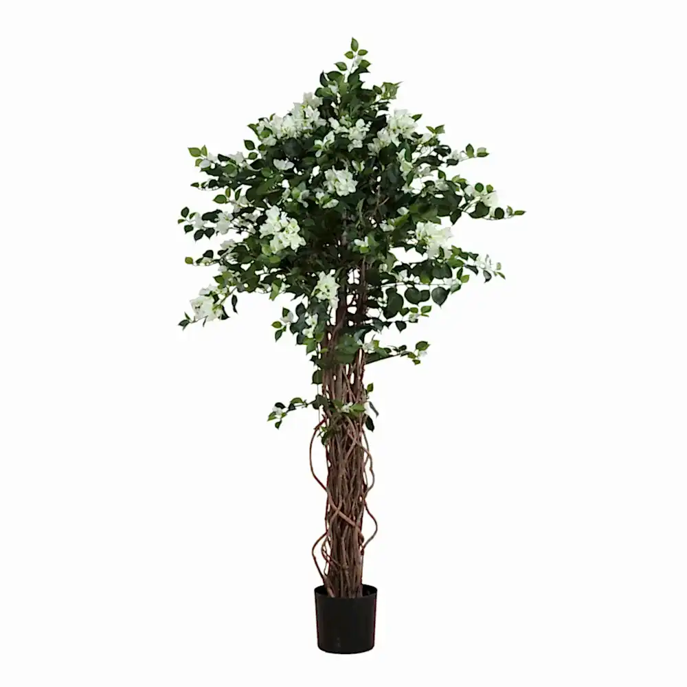 Bougainvillean Tree Cream White