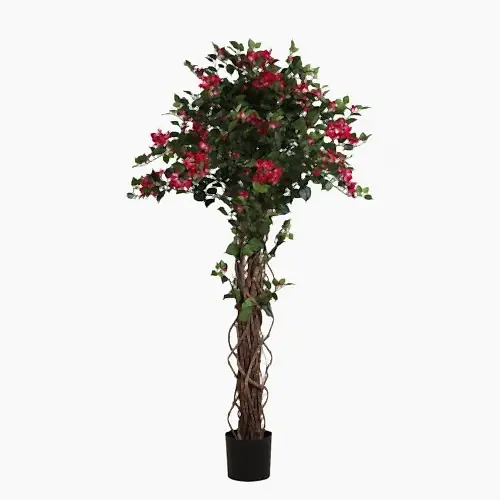 Bougainvillean Tree Fuschia White