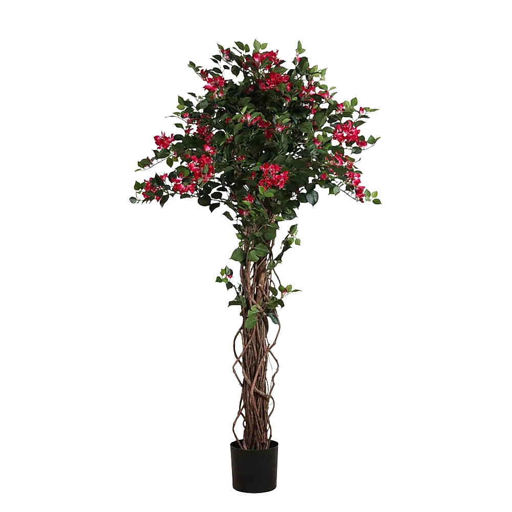 Bougainvillean Tree Fuschia White