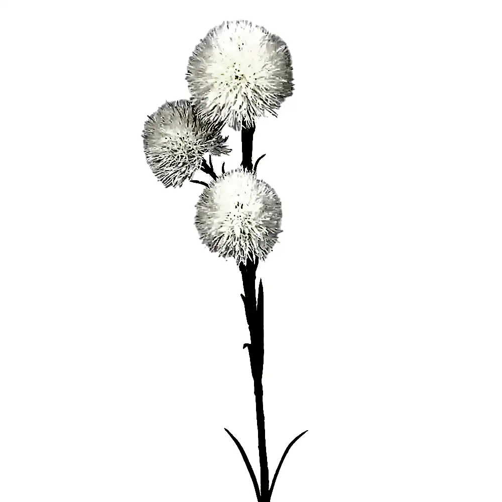 Chestnut Allium