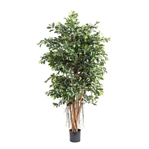 Ficus Retusa