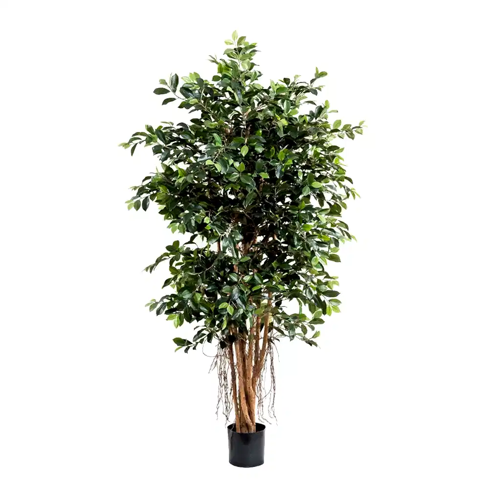 Ficus Retusa