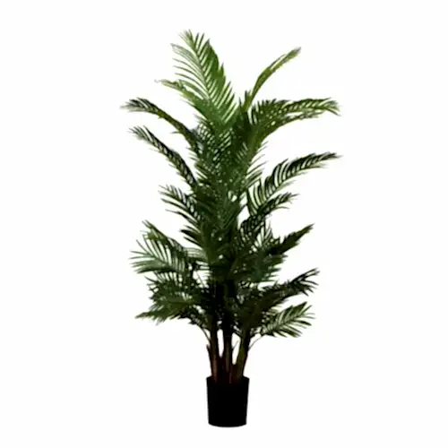 Kentia Palm Tree