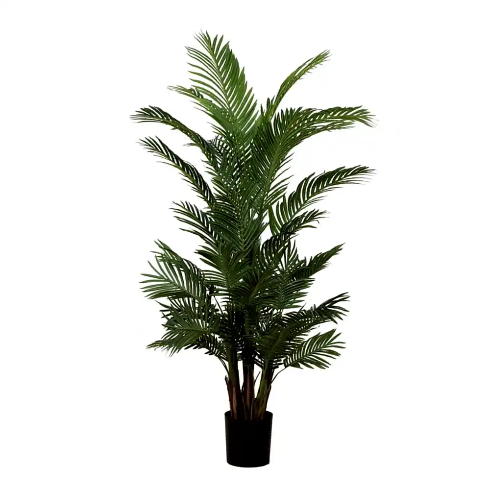 Kentia Palm Tree