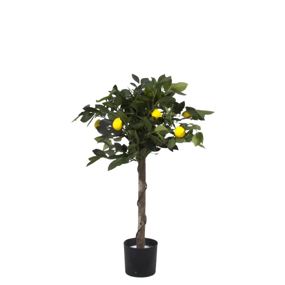 Lemon Ball Tree