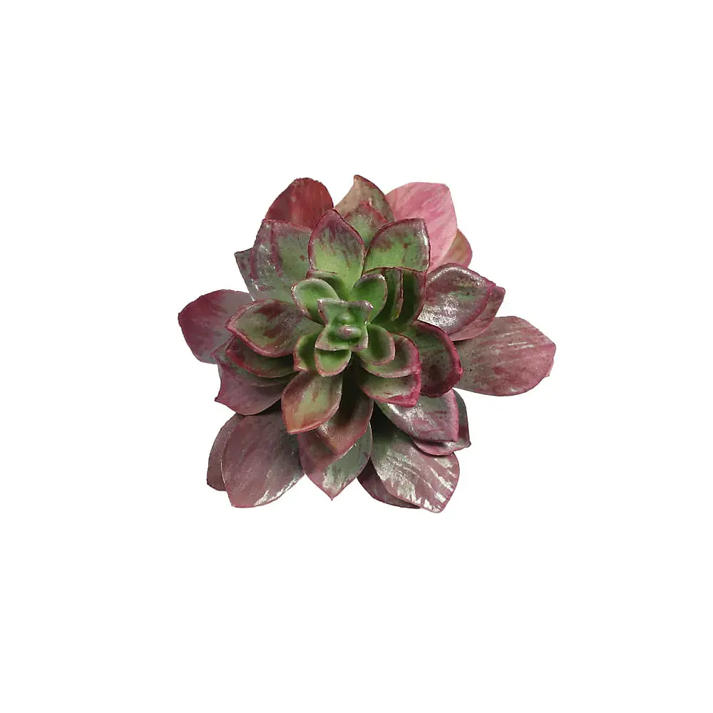 Yapay Succulent (18cm)