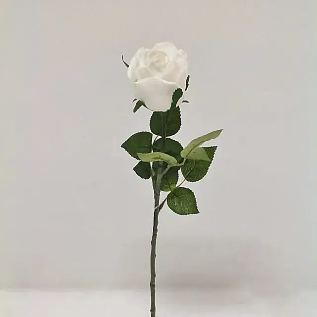 Touch Rose