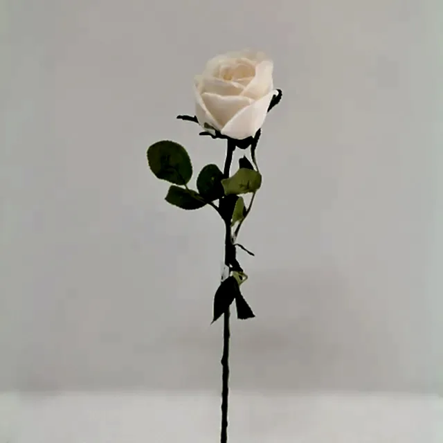 Touch Rose