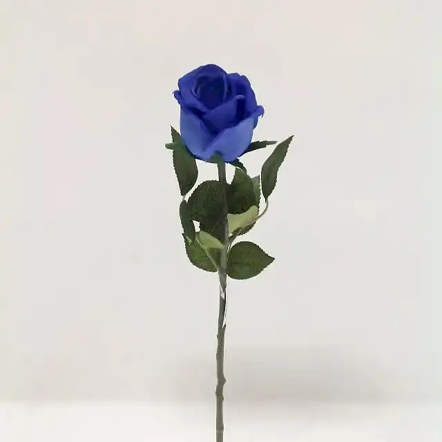 Touch Rose