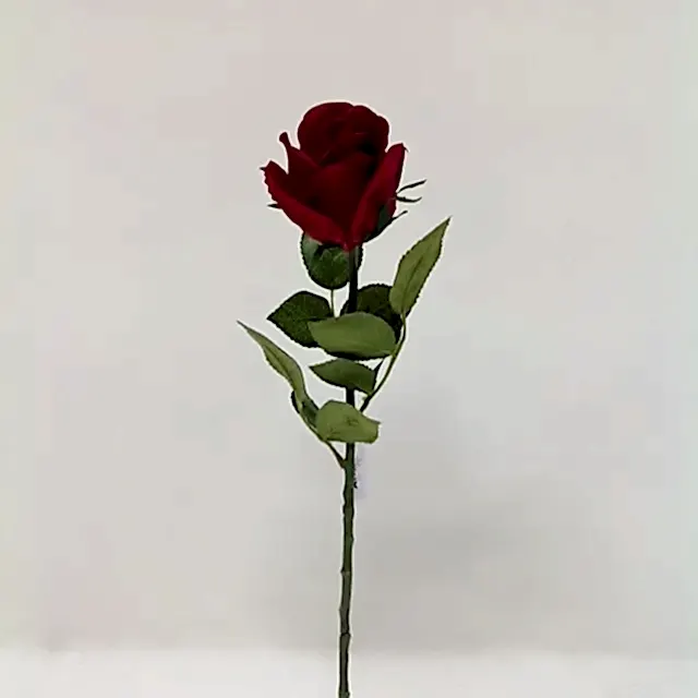 Touch Rose