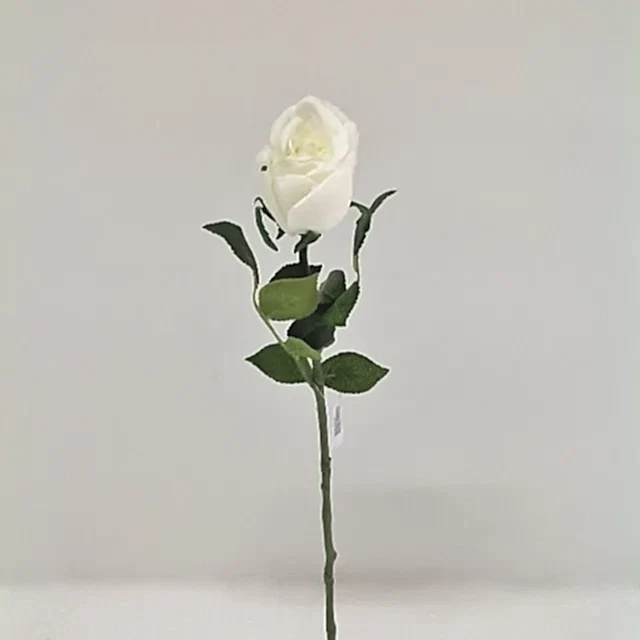 Touch Rose