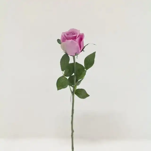 Touch Rose