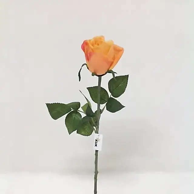 Touch Rose