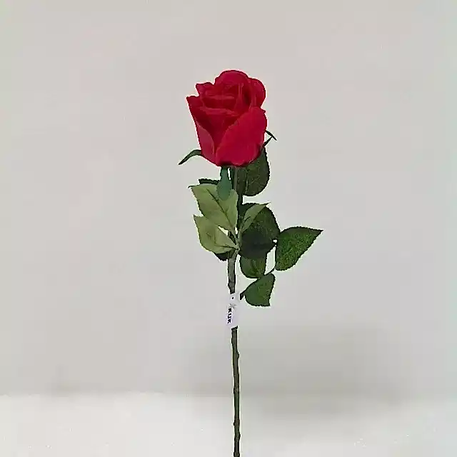 Touch Rose