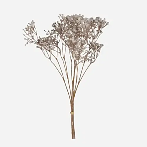 Gypsophila Spray Bundle