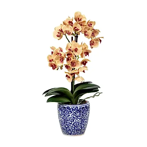 Phalaenopsis Orkide Aranjman