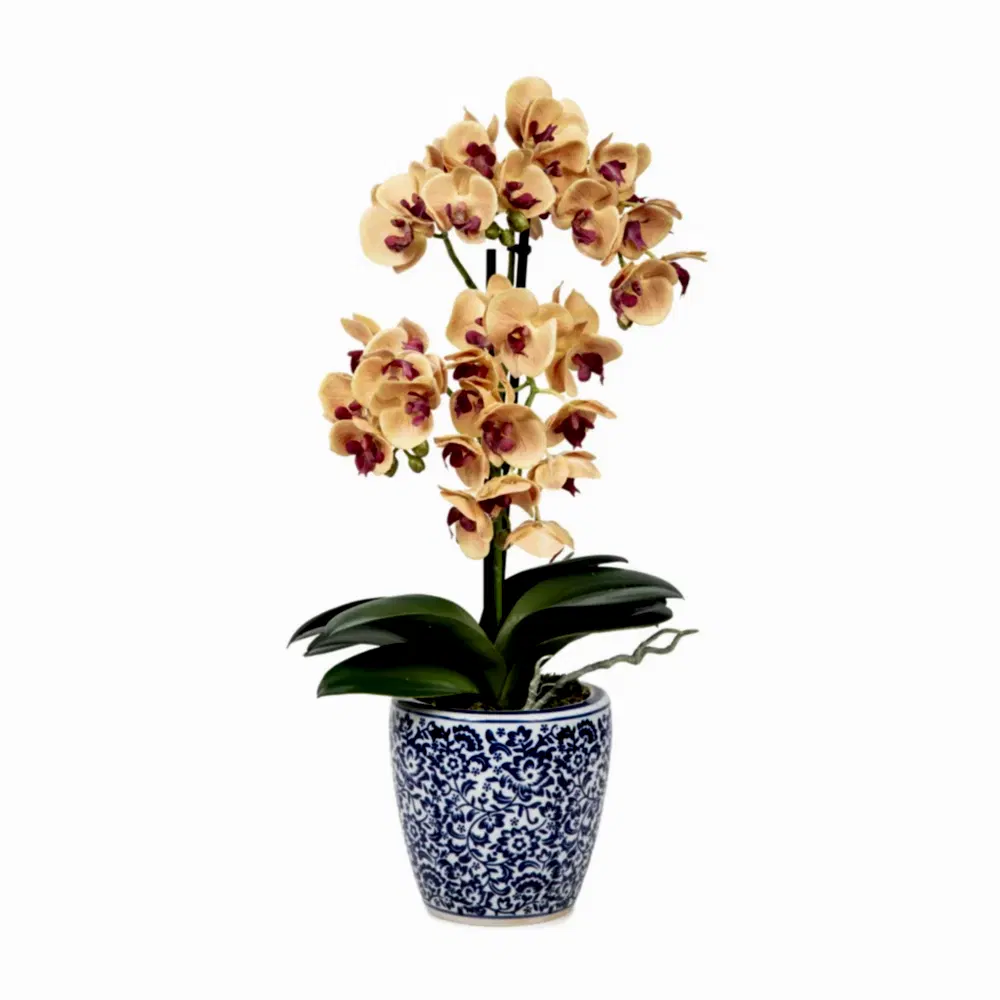 Phalaenopsis Orkide Aranjman