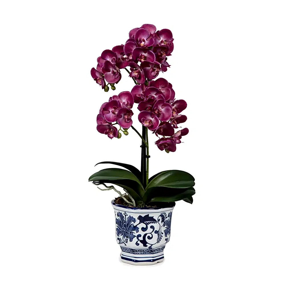 Phalaenopsis Orkide Aranjman