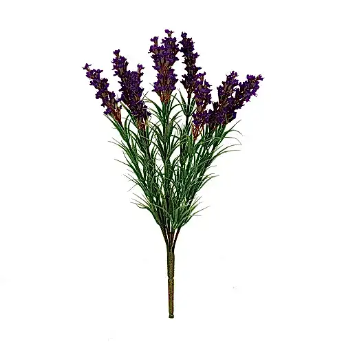 Lavender Bush