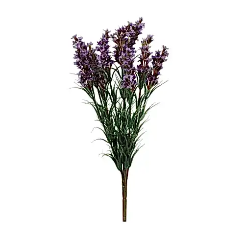 Lavender Bush