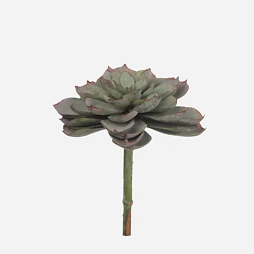 Echeveria Pick