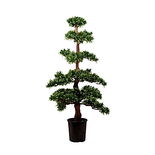 Podacarpus Tree (116cm)