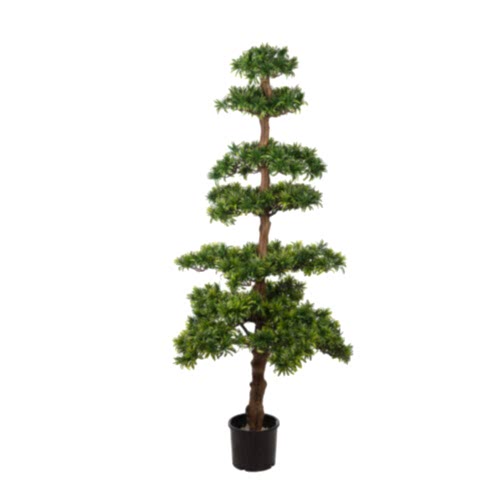 Podacarpus Tree (142cm)