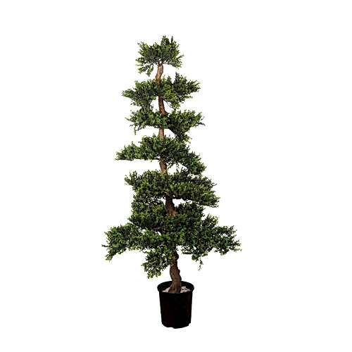 Boxwood Tree (142cm)