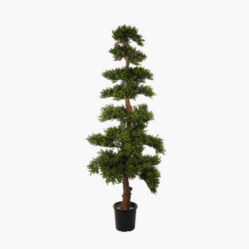 Boxwood Tree (178cm)