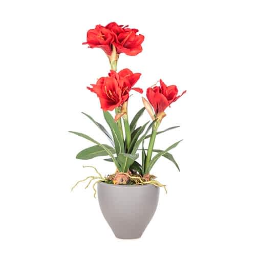 Amaryllis Seramik Pot