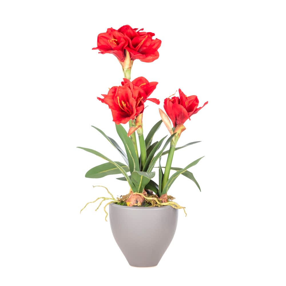 Amaryllis Seramik Pot