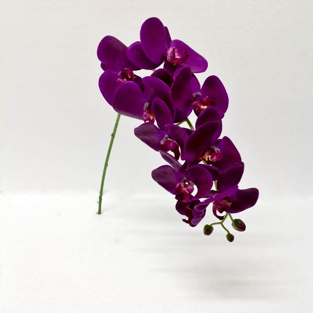 Phalaenopsis Spray