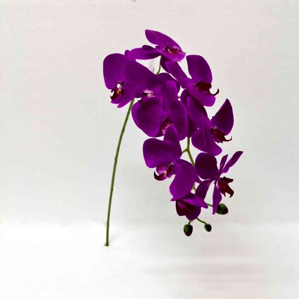 Phalaenopsis Spray