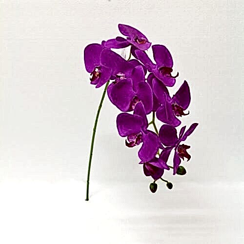 Phalaenopsis Spray