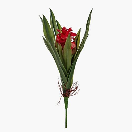 Guzmania Bush