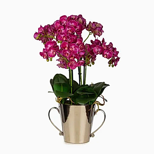 Metal Saksıda Phalaenopsis Orkide Aranjman