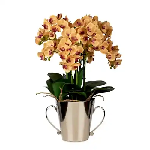 Metal Saksıda Phalaenopsis Orkide Aranjman