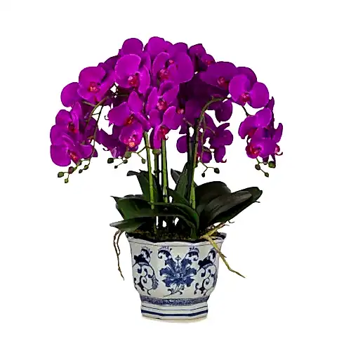 Bleu Blanc Vazo Phalaenopsis Orkide Aranjman