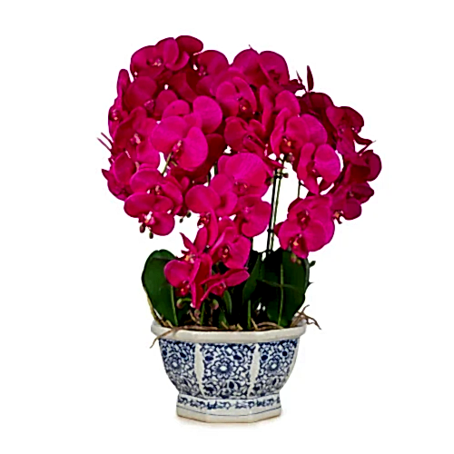 Bleu Blanc Saksı Phalaenopsis Orkide Aranjman