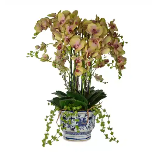 Bleu Blanc Saksı Phalaenopsis Orkide Aranjman