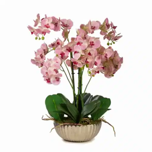 Metal Saksıda Phalaenopsis Orkide Aranjman