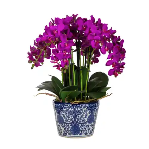 Bleu Blanc Saksı Phalaenopsis Orkide Aranjman