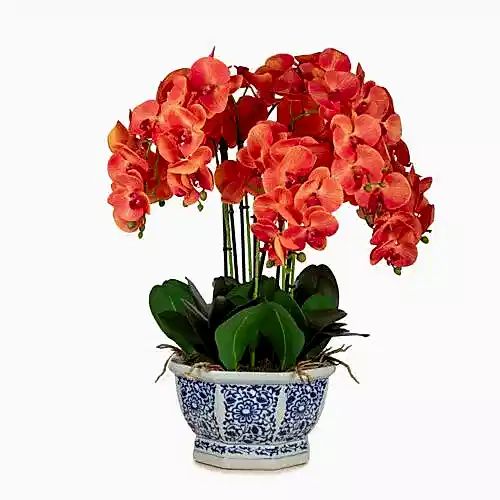 Bleu Blanc Saksı Phalaenopsis Orkide Aranjman