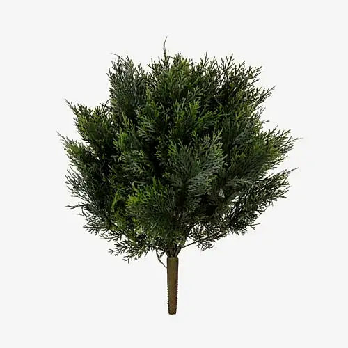 Cedar Bush (60cm)