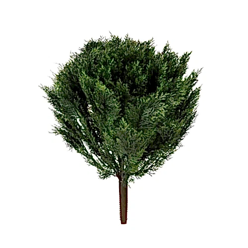 Cedar Bush (76cm)