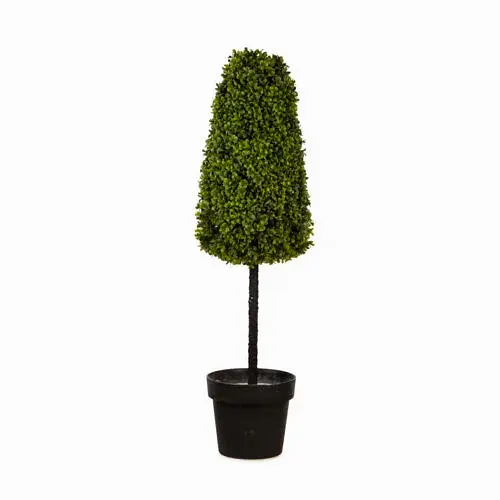 Boxwood Tree (90cm)